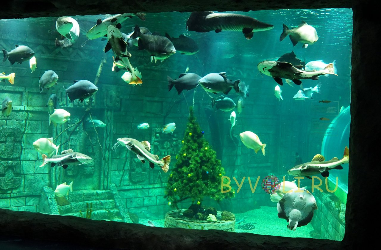 Сити холл аквариум