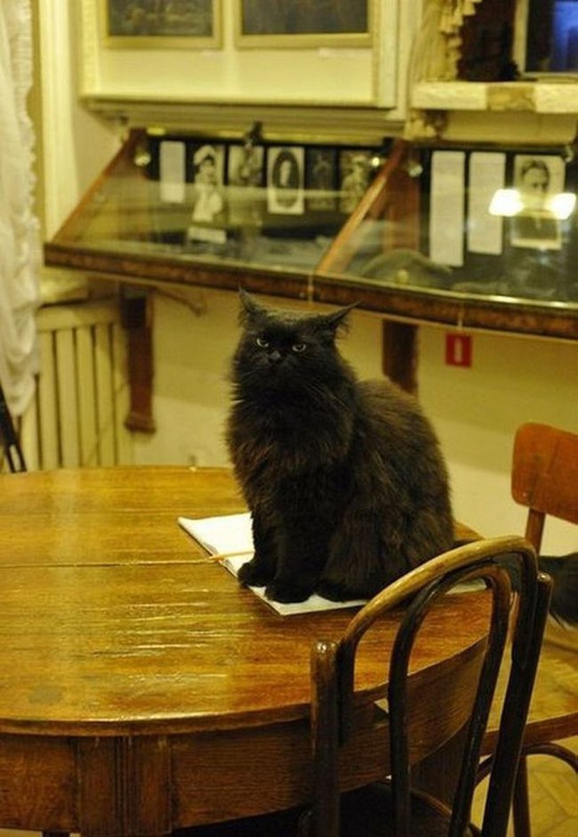 Любой посетитель музея может почесать за ушком кота Бегемота