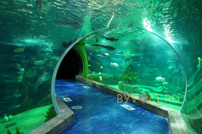 Тоннельный аквариум