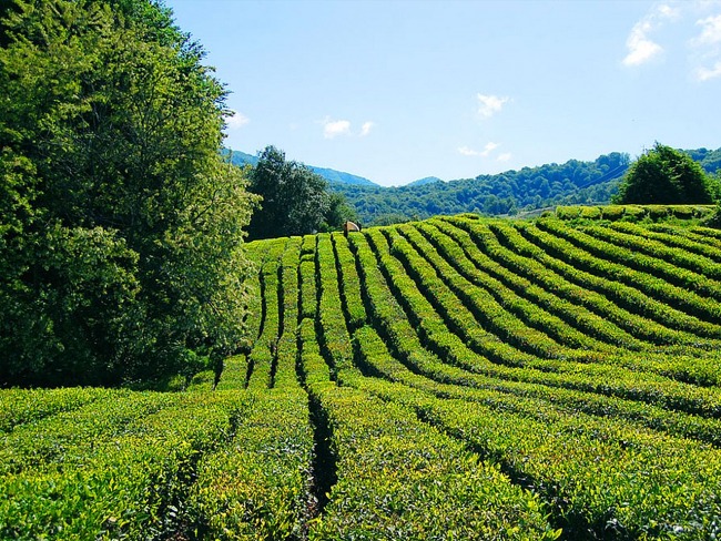 Мацестинские чайные плантации