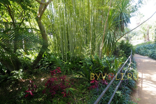 Бамбуковый сад