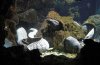 Мурена в аквариуме Родоса